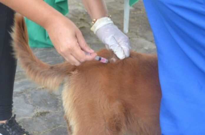 A vacinação contra a raiva é anual e direcionada a cães e gatos a partir de três meses de idade. Crédito: Divulgação/ Thiago Paixão