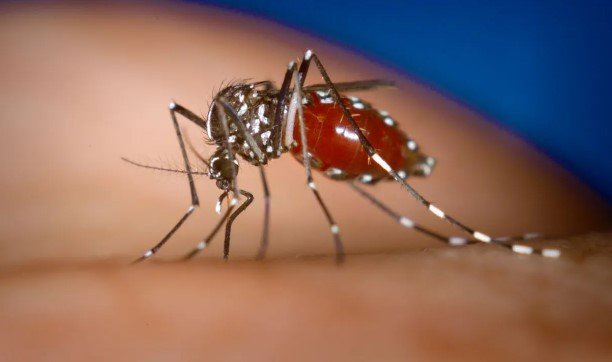 Secretaria de Saúde confirma 5ª morte por dengue na Bahia. Foto: Canva Fotos