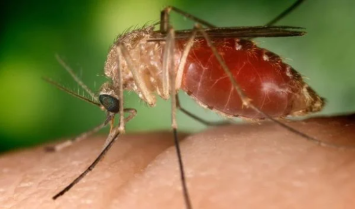Culicoides paraensis, conhecido como maruim ou mosquito-pólvora Crédito: : Conselho Federal de Farmácia/Reprodução