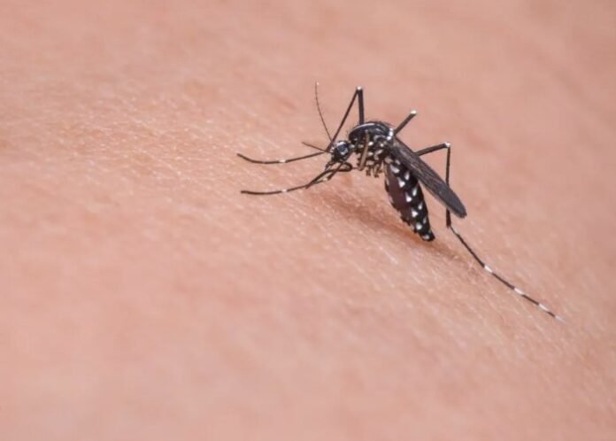 A dengue é transmitida pelo mosquito Aedes aegypti e pode evoluir para quadros graves de saúde. Pixabay