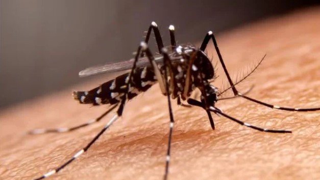 Aedes aegypti, vetor transmissor de dengue, zika e chikungunya Crédito: Freepik
