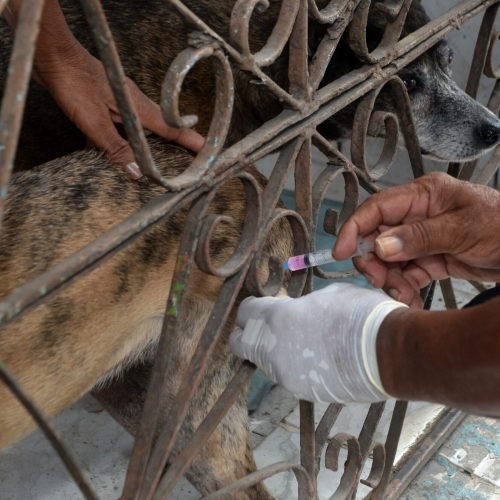 Vacinação antirrábica