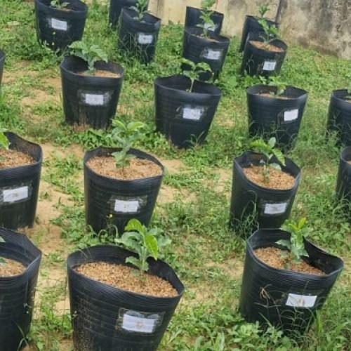 Pesquisa da Uesb testa casca do café na produção de mudas

Foto: Ciência na Uesb