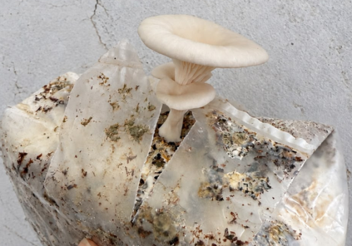 Substrato frutificado com o cogumelo Pleurotus ostreatus – Shimeji Branco

Foto: Ciência na Uesb/divulgação