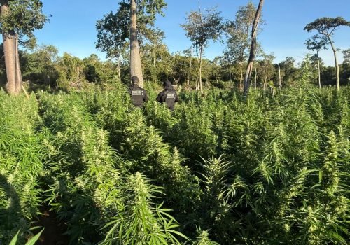 Plantio ilegal foi encontrado na cidade de Muquém do São Francisco, na região Oeste da Bahia

Foto: ASCOM SSP