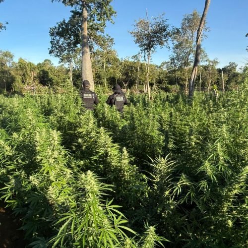 Plantio ilegal foi encontrado na cidade de Muquém do São Francisco, na região Oeste da Bahia

Foto: ASCOM SSP