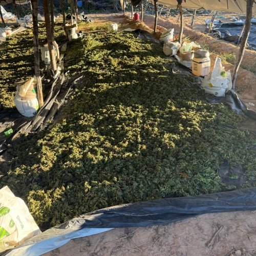 Além de 50 mil pés localizados na cidade de Muquém do São Francisco, a SSP, PF, PM, PC, DPT e FICCO Bahia erradicaram mais 140 mil pés nas cidades de Ibotirama e Abaré, nesta quinta

Foto: ASCOM SSP