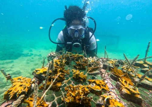 Patrocinado pela Braskem, o Corais de Maré também realizou atividades de educação ambiental em escolas, workshop na UFBA, ação de limpeza submarina entre outras iniciativas

Foto: Divulgação