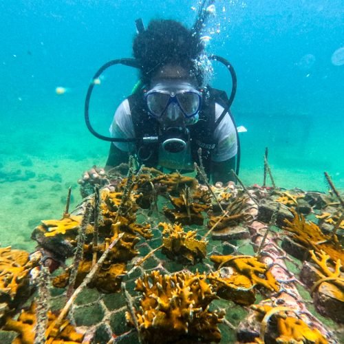 Patrocinado pela Braskem, o Corais de Maré também realizou atividades de educação ambiental em escolas, workshop na UFBA, ação de limpeza submarina entre outras iniciativas

Foto: Divulgação