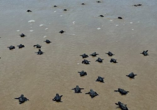 filhotes de tartaruga