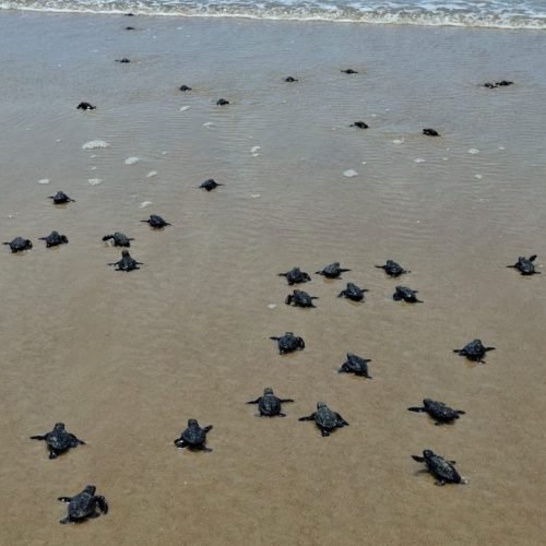 filhotes de tartaruga