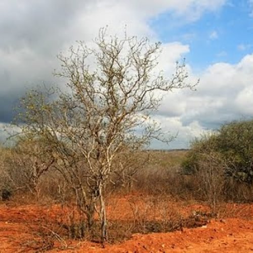 Floresta Nacional de Cristópolis ficava em região de Caatinga

 Foto: ICMBio/Divulgação