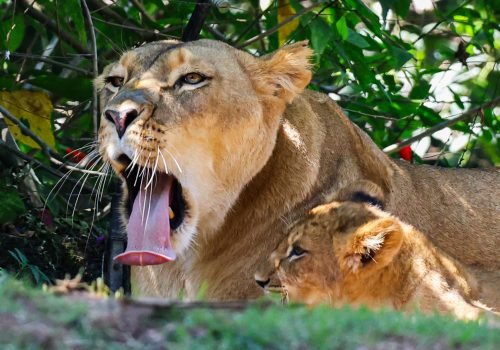 Para deputadas, a manutenção de espécies para exibição é incompatível com o bem-estar animal 

Fonte: Agência Câmara de Notícias

Foto: Rovena Rosa/Agência Brasil