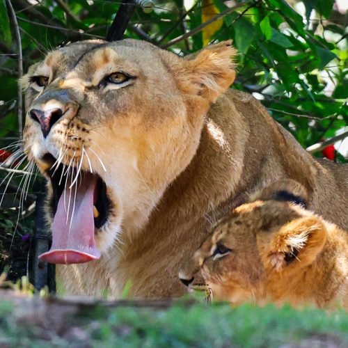 Para deputadas, a manutenção de espécies para exibição é incompatível com o bem-estar animal 

Fonte: Agência Câmara de Notícias

Foto: Rovena Rosa/Agência Brasil