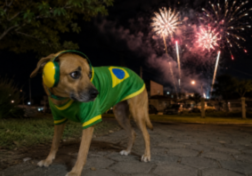 Por terem audição muito mais sensível que a dos humanos, cães e gatos sofrem com os ruídos das festas e fogos de artifício

Foto: Imagem gerada por IA (OpenAI/ChatGPT)