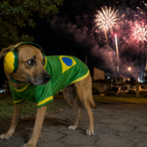 Por terem audição muito mais sensível que a dos humanos, cães e gatos sofrem com os ruídos das festas e fogos de artifício

Foto: Imagem gerada por IA (OpenAI/ChatGPT)