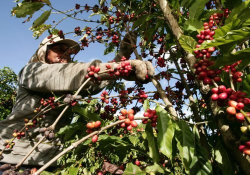 Maior parcela dos recursos, R$ 4,31 bilhões, será destinada ao financiamento de atividades de agricultura.

 Foto: Joá Souza (Depositphotos)
