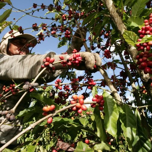 Maior parcela dos recursos, R$ 4,31 bilhões, será destinada ao financiamento de atividades de agricultura.

 Foto: Joá Souza (Depositphotos)
