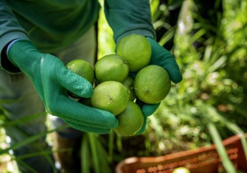 Pedidos integram decisão que contemplou 24 empresas em oito estados da área de atuação da Autarquia

Foto: Sudene/Divulgação