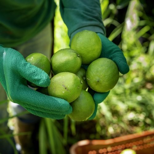 Pedidos integram decisão que contemplou 24 empresas em oito estados da área de atuação da Autarquia

Foto: Sudene/Divulgação